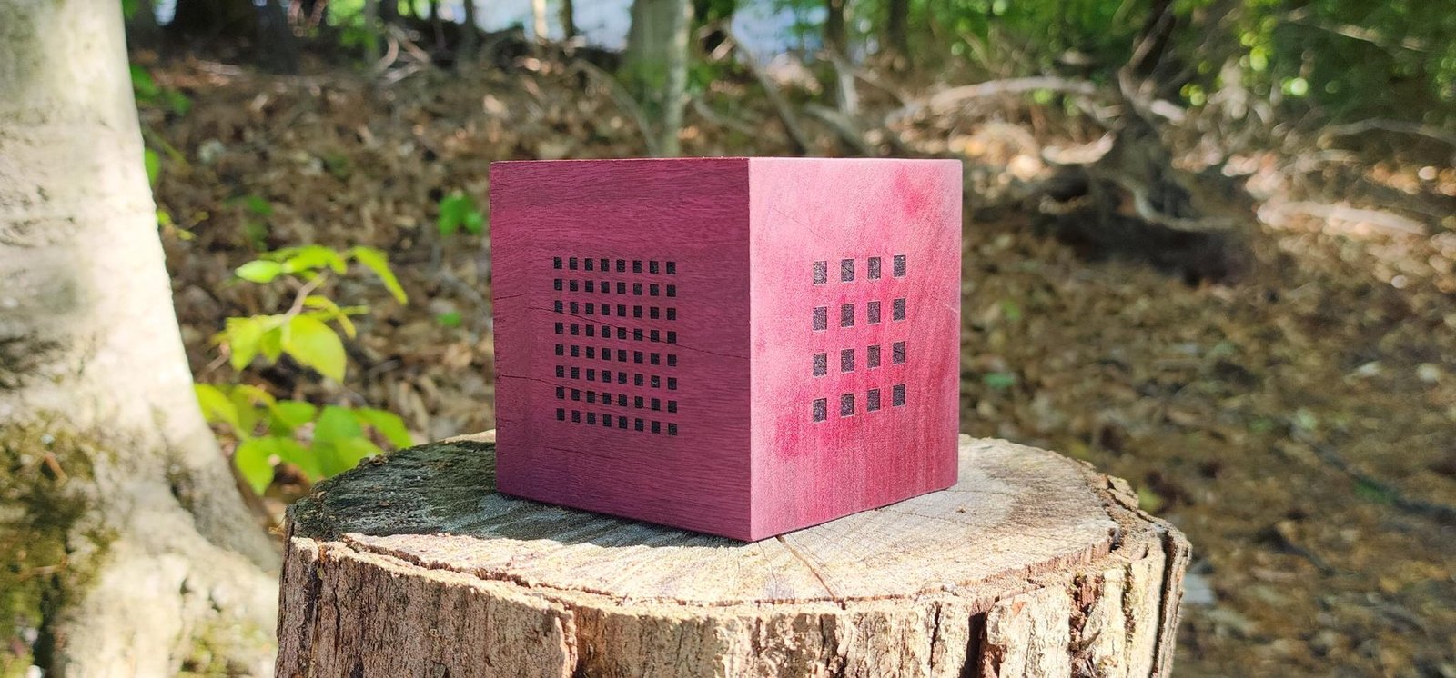 Cube on tree-stump with 64-cell grid face beside denser pinprick face — dappled forest light